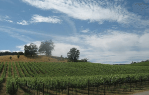 Water used to irrigate vineyards conflicts with conservation of endangered fish in the Russian River. Photo by Simon Davison.