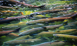 In addition to cold ocean water and an ample food supply at sea, salmon require cold river water that drains all the way to the sea, and, during their early life, a delta habitat.