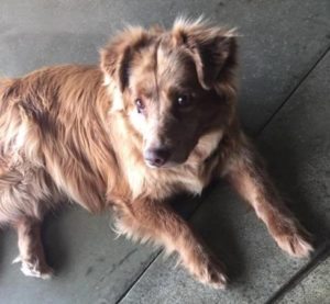 Found at Fish in Sausalito and in good hands, this sweet dog awaits the return of her owners.