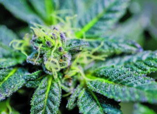 Wellness: The ABCs of CBD