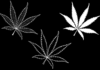 Upfront: Weed the People