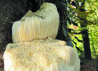 Health & Wellness: Synergy