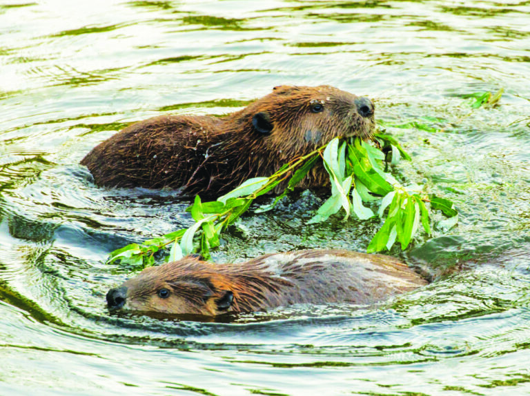 Feature Story: Leave it to Beavers…