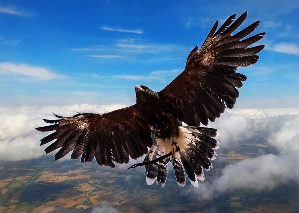 harris-hawk-2536177_960_720