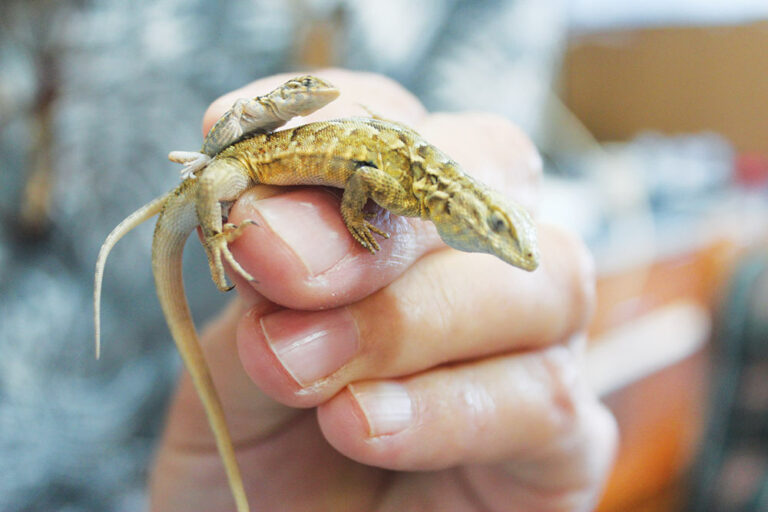 Lizard Vision