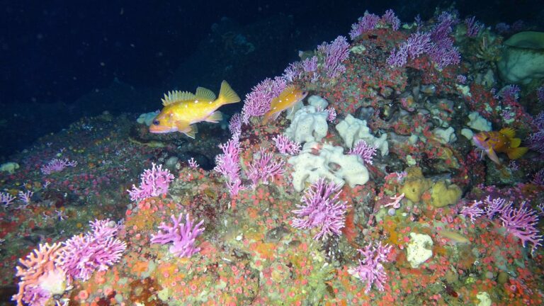 Marine Sanctuary Looking for Marin Council Members