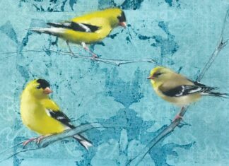 Calistoga Gallery Taps Dickinson