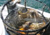 State Delays Commercial Dungeness Crab Season Until Mid-December Dungeness Crabs California Department of Fish and Wildlife