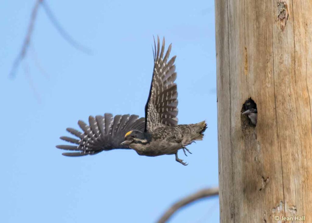 Black-backed woodpeckers