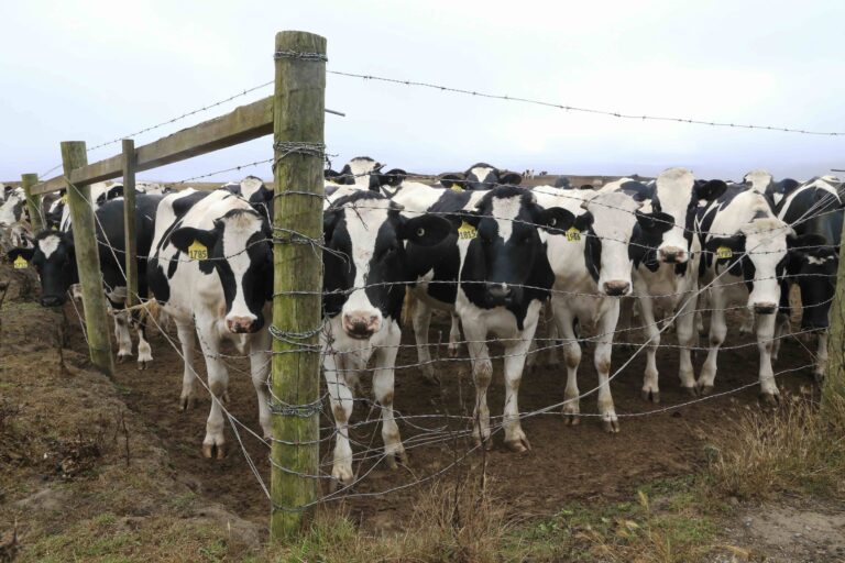 Apocalypse Cow: The Future of Life at Point Reyes National Park