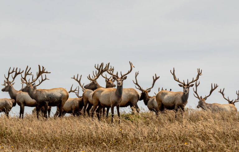 Peter Byrne’s Point Reyes Coverage Wins Award