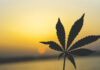 Best Reasons to Love the Marin Alliance for Medical Marijuana and Lynnette Shaw