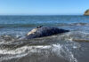 Four Dead Grey Whales Found on Bay Area Beaches Since March 31 Marine Mammal Center - April 8, 2021