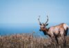 Tule Elk - Point Reyes National Seashore
