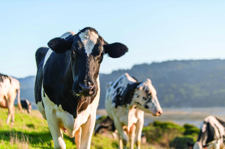 Crème de la Crème: Point Reyes Farmstead celebrates double decades