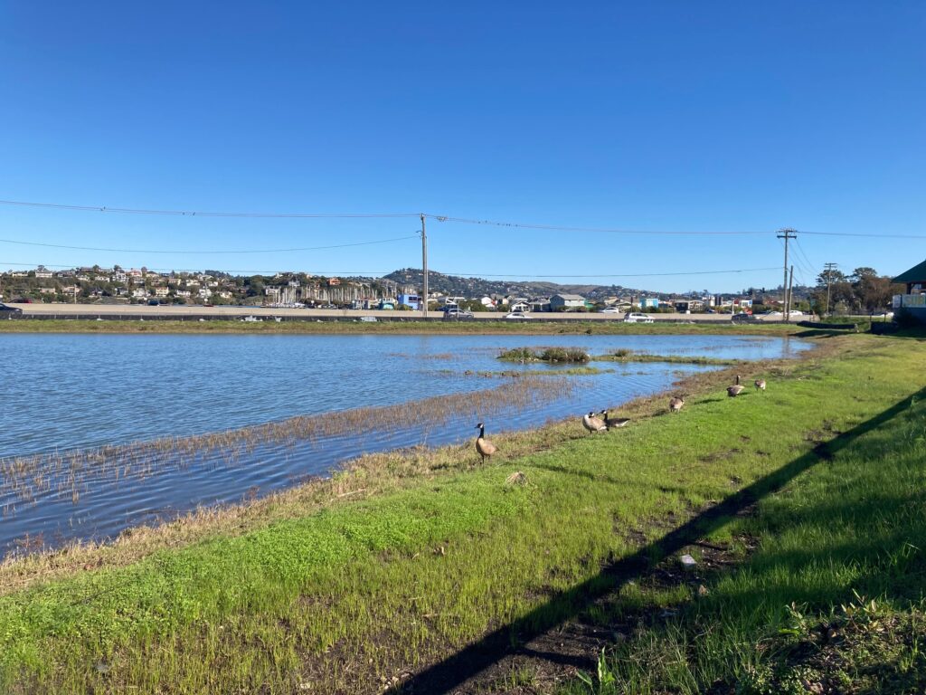 Marin City pond - November 2021
