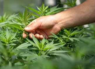 Cannabis 2023