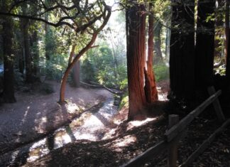 Best Place for Some Summer Shade