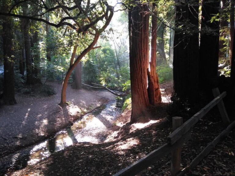 Best Place for Some Summer Shade