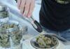 Sausalito’s cannabis dispensary ballot measure stirs controversy