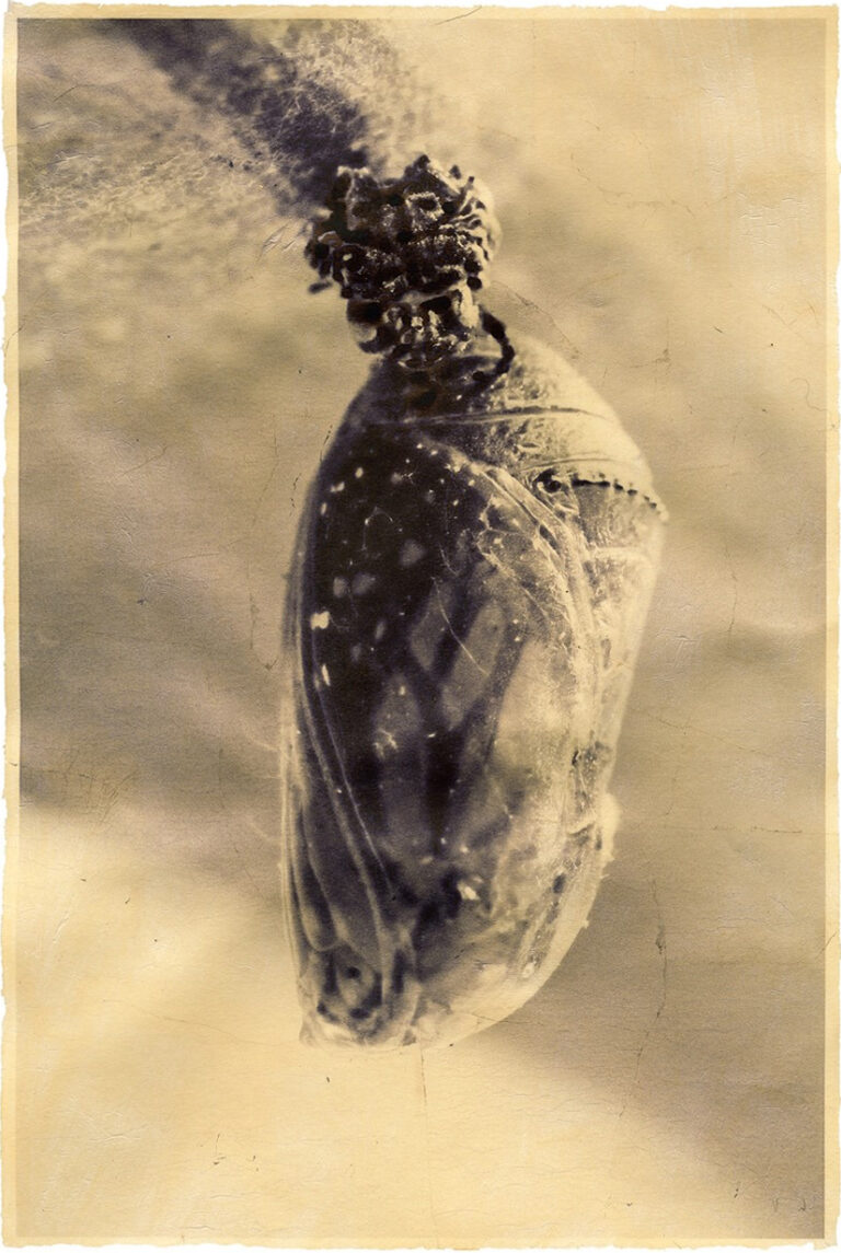 Monarchs of Marin: Exhibit highlights butterfly’s plight