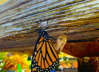 Best Organic Garden Store