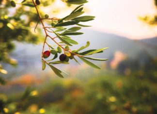 Olio Nuovo: Gold Ridge Organic Farms
