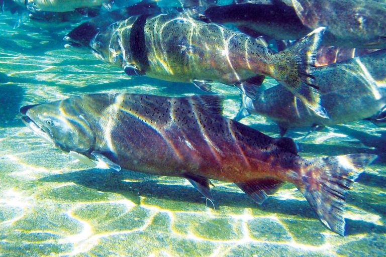 Chinook Salmon in Hot Water