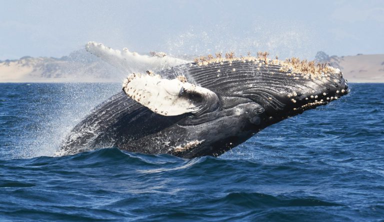 Humpback Haven: Whales Overtaking Local Shorelines