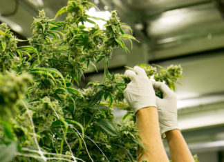 Best of Cannabis in Marin County California