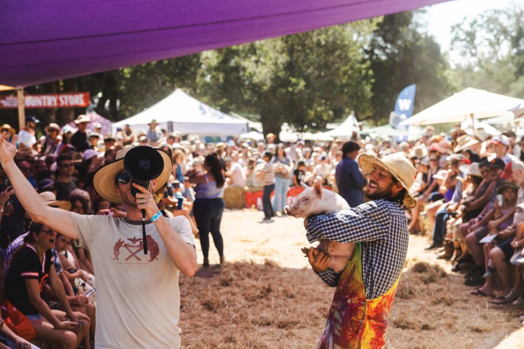 Culture Crush features the little pig races at Sebastopol's 52nd Gravenstein Apple Fair
