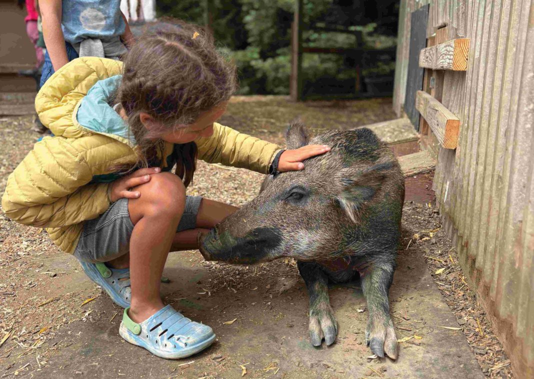 A child on an educational tour at Rancho Compasión, a farm animal sanctuary. meets a potbellied pig.