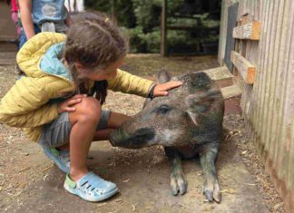 A child on an educational tour at Rancho Compasión, a farm animal sanctuary. meets a potbellied pig.