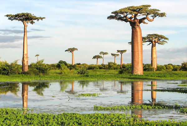 This image has an empty alt attribute; its file name is TRIVIA-1-Allee-des-Baobabs-Madagascar.png