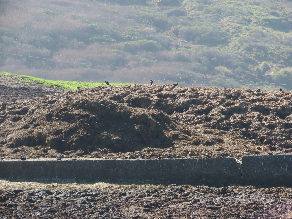 Point Reyes National Seashore Kehoe Ranch feedlot manure - Peter Byrne