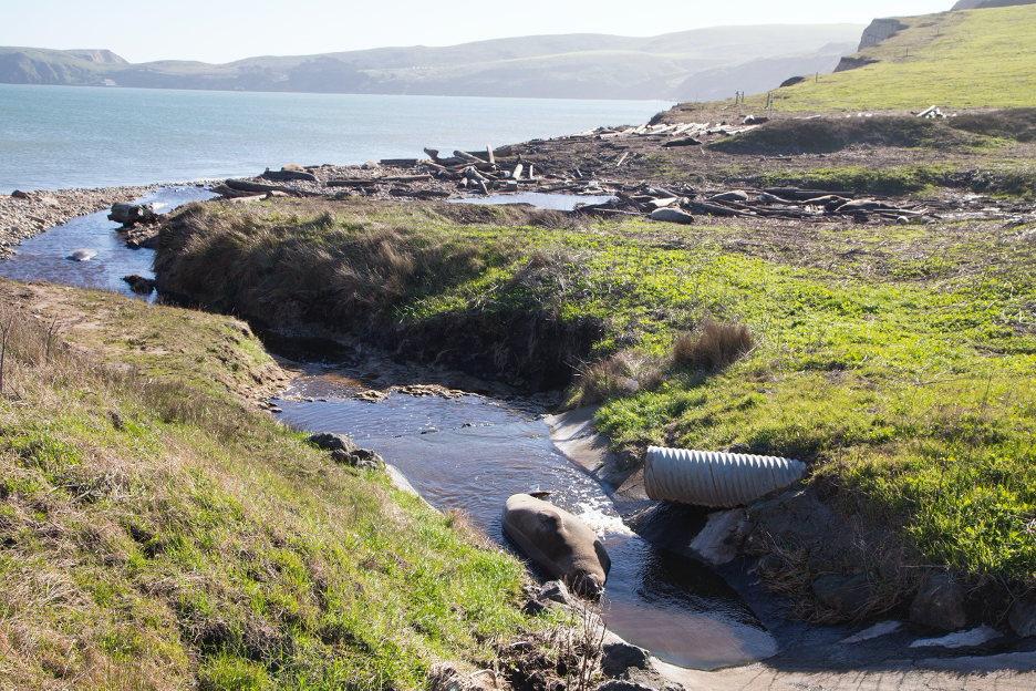 Point Reyes National Seashore, B Ranch - Elephant Seals